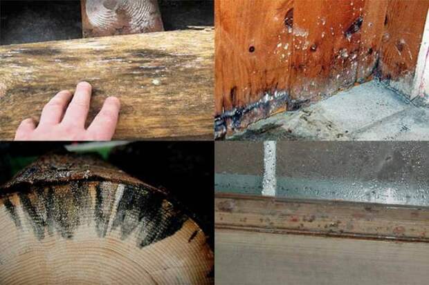 Чем обработать древесину от грибка и плесени