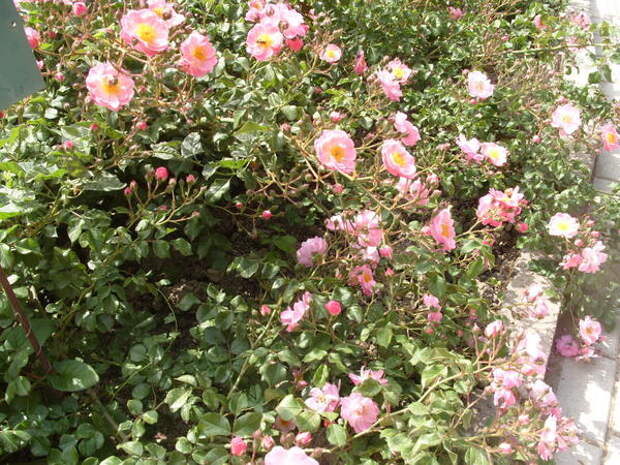 Почвопокровная роза сорт Fleurette в групповой посадке