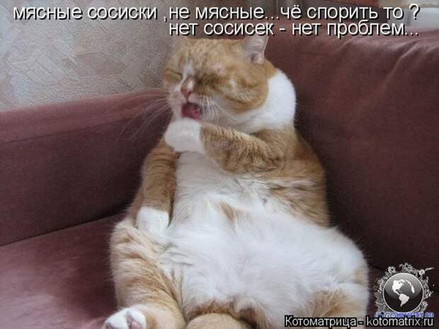 Лучшие котоматрицы недели