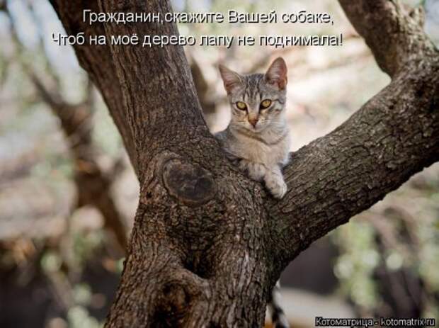 Котоматрица для хорошего настроения (35 фото)