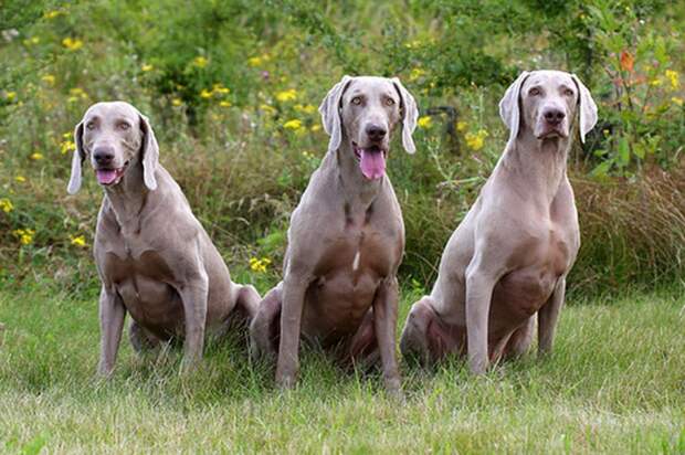 Веймаранер, или веймарская легавая (нем. Weimaraner)