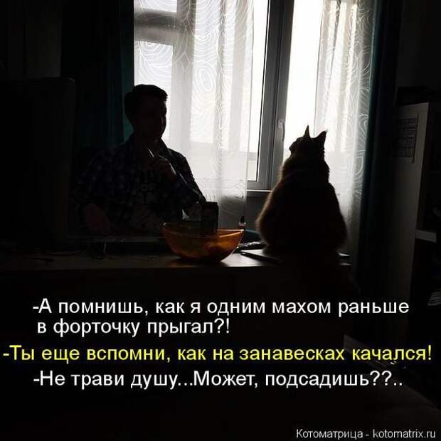 Лучшие котоматрицы недели