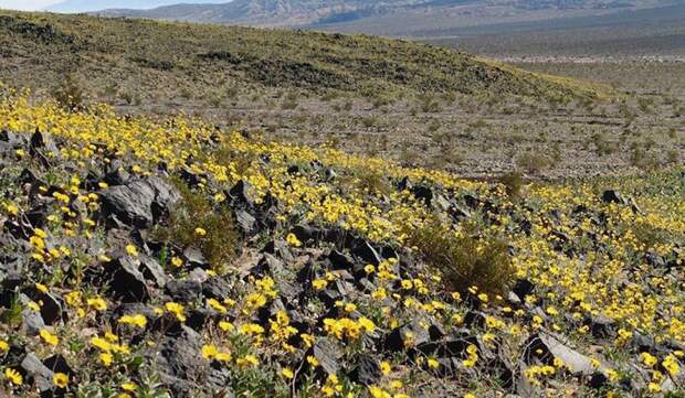 Впервые за много лет цветет Долина смерти  Долина смерти, природа, цветы