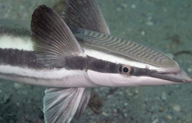 remora4