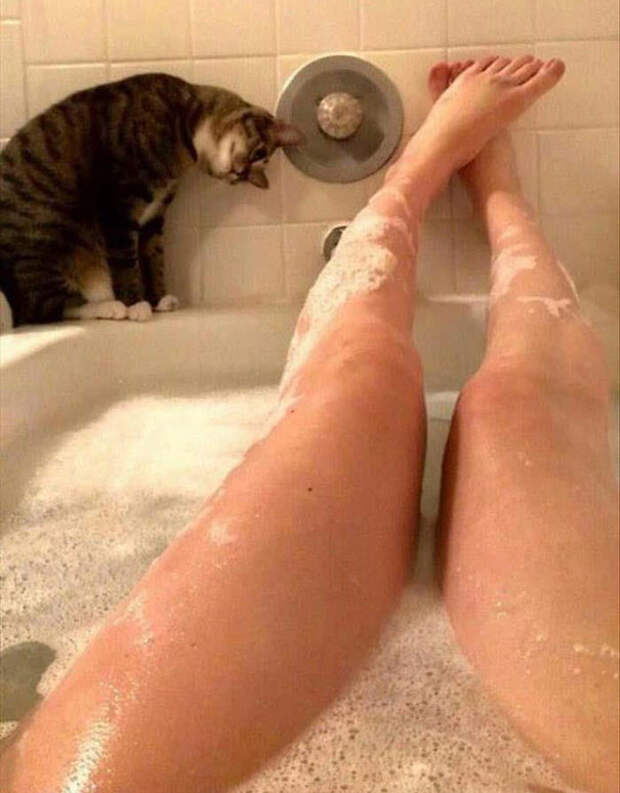 Коты, которые и не подозревают, что у вас есть личное пространство коты, прикол, фото