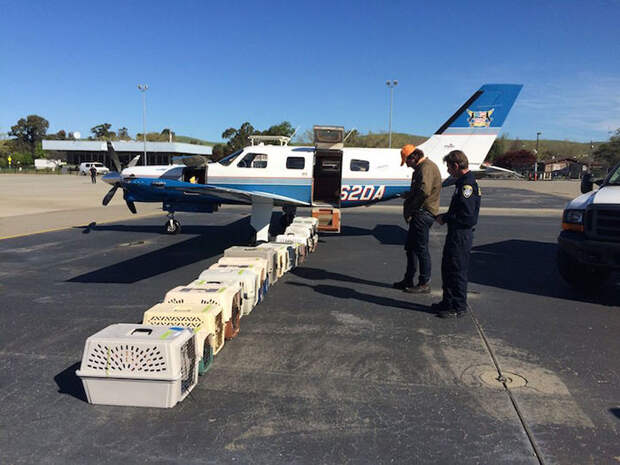 shelter-dog-airplane-transport-wings-of-rescue-yehuda-netanel-15