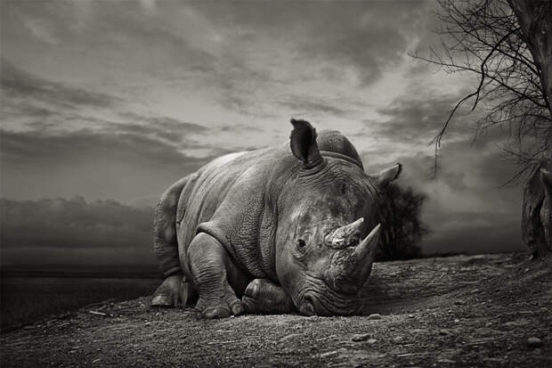Пост восхищения носорогами 