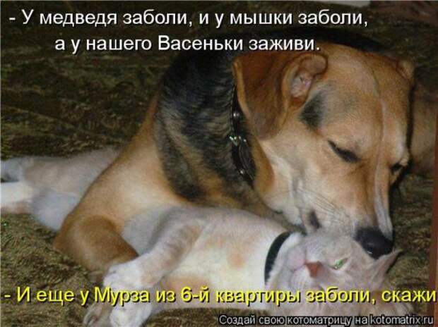 Котоматрицы (картинки с надписями)