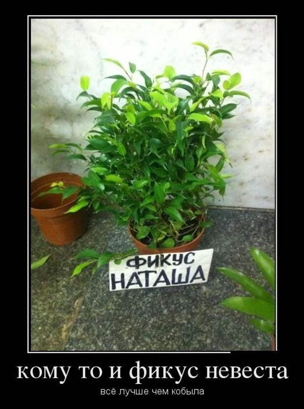 Прикольные демотиваторы Прикольные демотиваторы