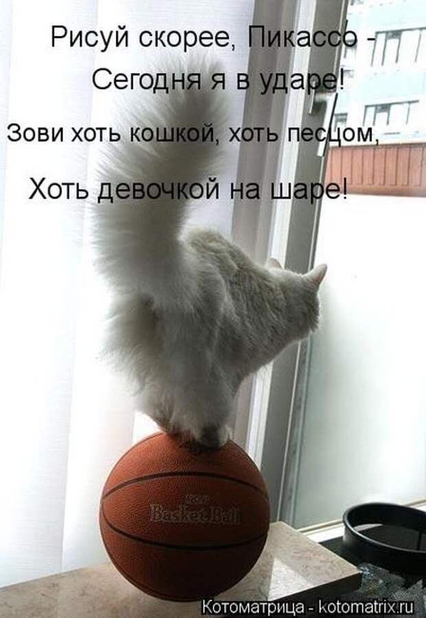 Отличная коллекция котоматриц (25 шт)
