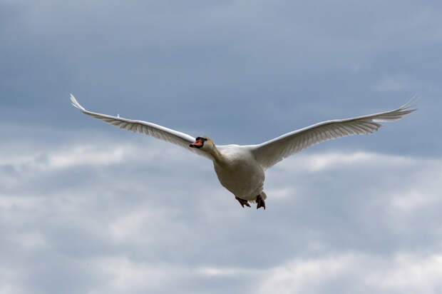 В Пензенской области заметили стаю из 19 летящих лебедей-кликунов