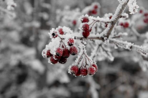 berry_winter_cold_ice_plant_fruit_branch_winter_magic-1363418.jpeg