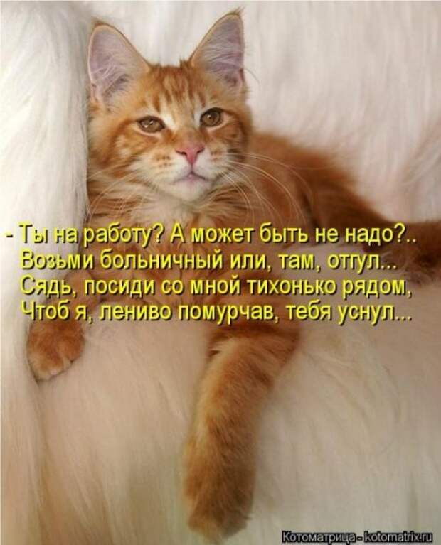 Отличная коллекция котоматриц (25 шт)