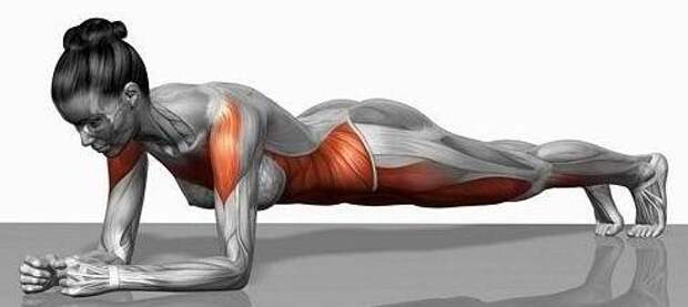 muscles