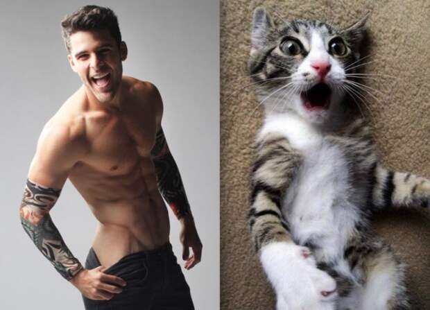 коты воссоздают фотографии, коты кошки фотографии моделей, коты повторяют фото моделей