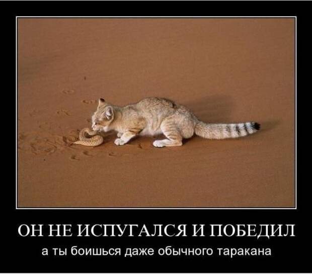 Демотиваторы (107 фото)