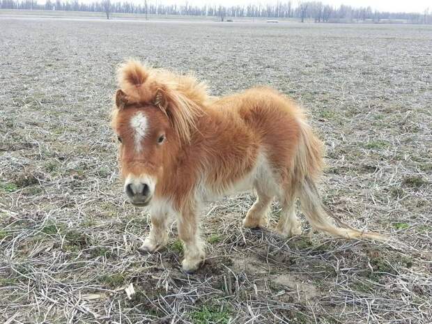 animalbaby35