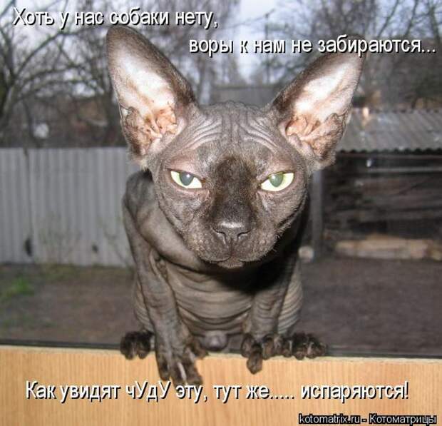 Лучшие котоматрицы недели (50 фото)