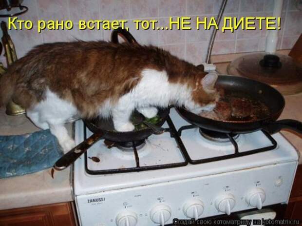 Котоматрица на Бугаге (37 фото)
