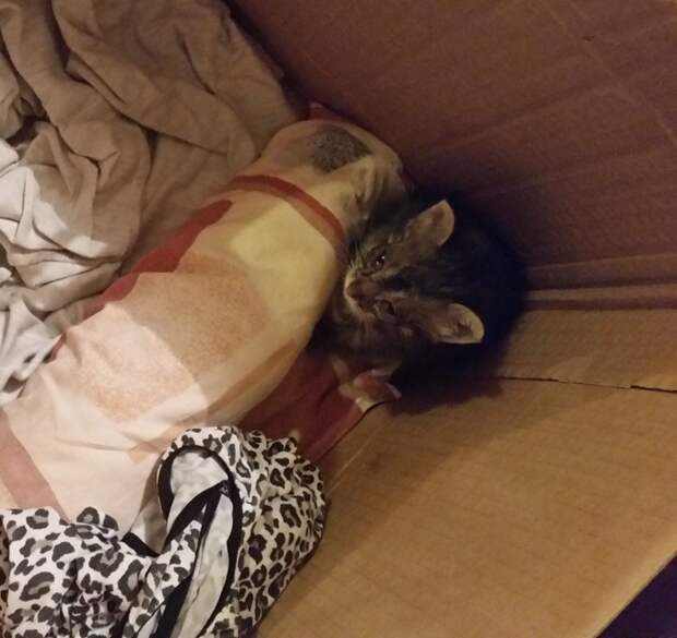 Котя Дуся)) животные, коты