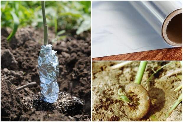 5 способов использования алюминиевой фольги в садоводстве