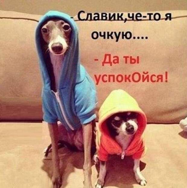 Прикольные фотомемы (36 шт)
