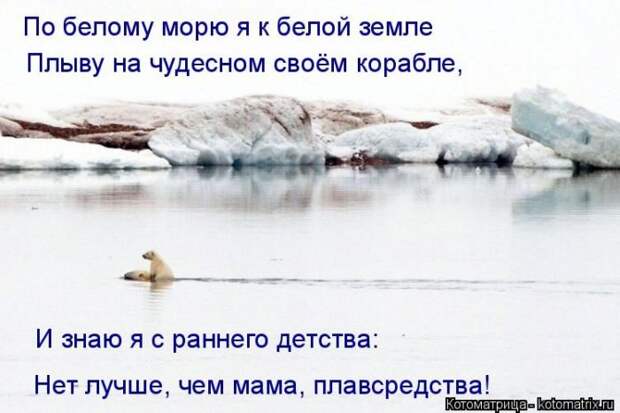 Лучшие котоматрицы недели