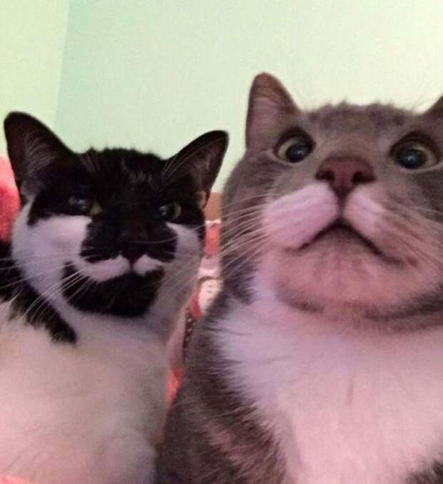 КОТОприколы