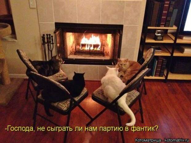 Новая котоматрица (28 фото)