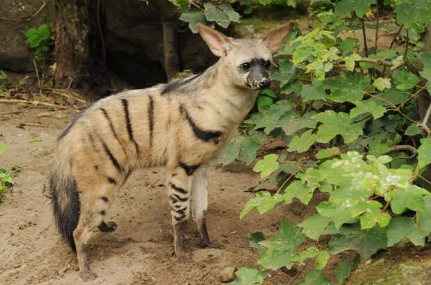 aardwolf, земляной волк