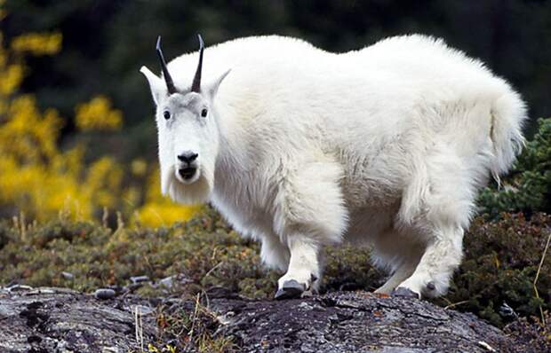 Funny-animals-with-muzzles-Agape-12