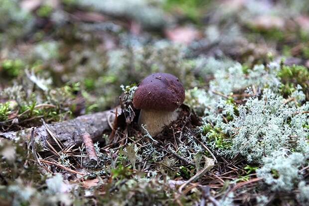 Самые интересные и необычные места для сбора грибов  интересное, грибы, страны
