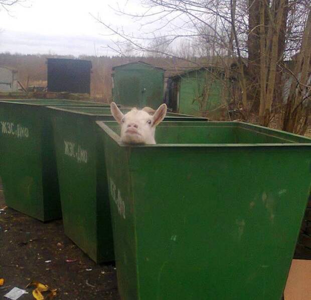 Прикольные картинки (92 фото)