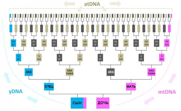 схема наследования Y-днк, MT-днк и Аутосомной ДНК