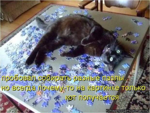 Новая котоматрица (30 фото)
