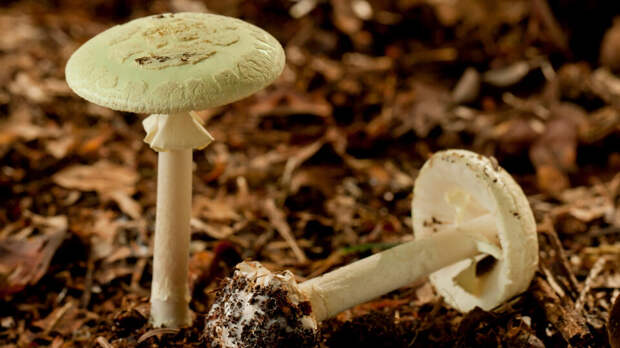 Четыре человека насмерть отравились бледными поганками в США