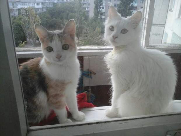 котенок вырос в красивую кошку