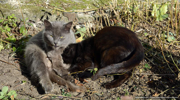 Кошка Лиза