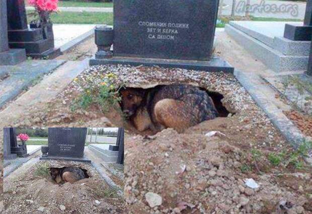 Овчарка с большим сердцем