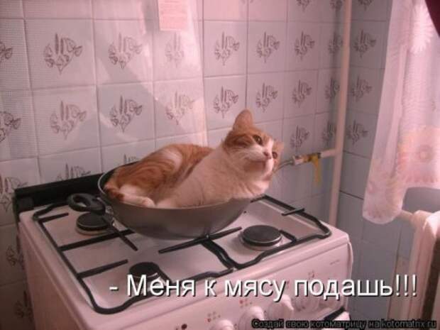 Лучшие котоматрицы недели (29 фото)