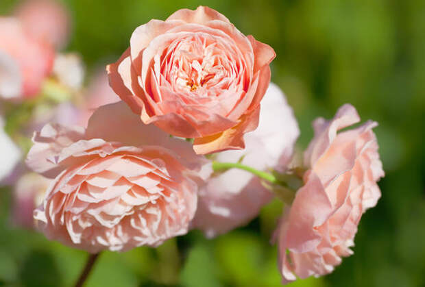 Английские парковые розы (розы Остина), сорт Leander.
