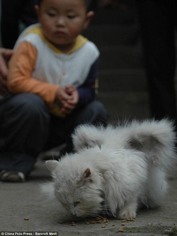 Коты с крыльями! Удивительная кошачья аномалия! Коты с крыльями! Удивительная кошачья аномалия!