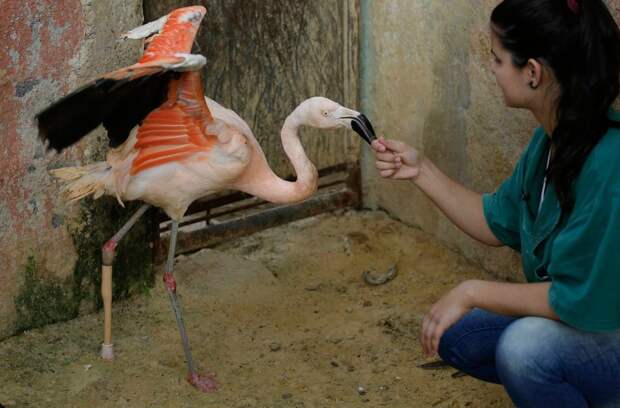 Добрые люди сделали протез для фламинго