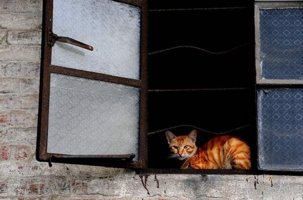 меланхоличные коты ждут хозяина у окна (30)