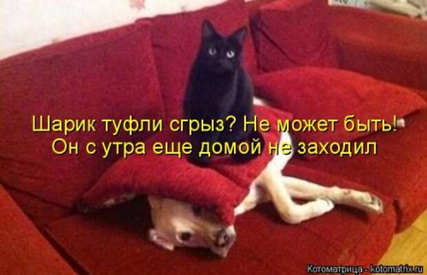 Свежая котоматрица для хорошего настроения (31 фото)
