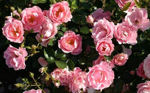 Почвопокровные розы / Зоммервинд Розы Нью-Джерси - Купить саженцы роз
