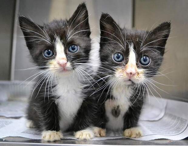 животные близнецы котята