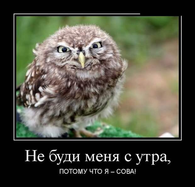 Демотиваторы (30 фото)