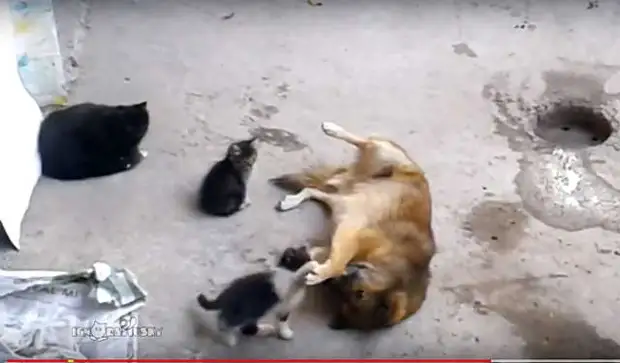 кошка приводит котят