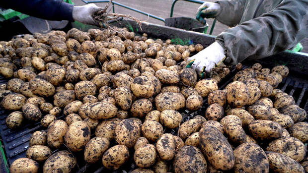 В Бельгии дети фермера придумали акцию к Пасхе и бесплатно раздавали картошку